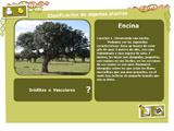 DETERMINAR UN VEGETAL