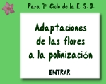 LA POLINIZACION